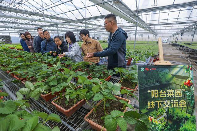 浙江杭州：“阳台菜园”成为都市农业新风尚
