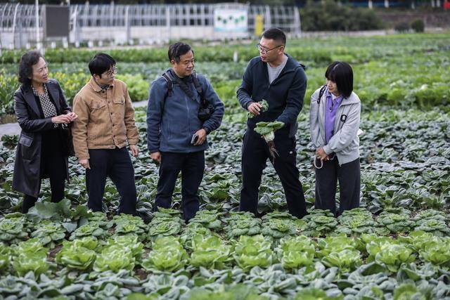 浙江杭州：“阳台菜园”成为都市农业新风尚