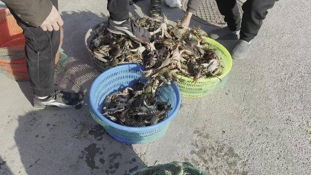 青岛一海域螃蟹扎堆 有人三小时捞回上百斤