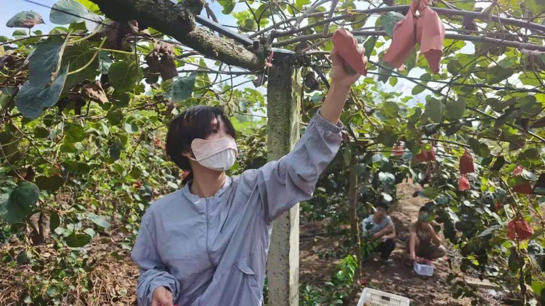 乡村振兴丨土主镇：“金豆豆”与“绿珍珠”共绘丰收图景 特色产业激活乡村振兴新动能