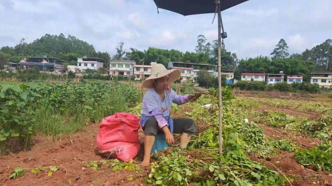 乡村振兴丨土主镇：“金豆豆”与“绿珍珠”共绘丰收图景 特色产业激活乡村振兴新动能