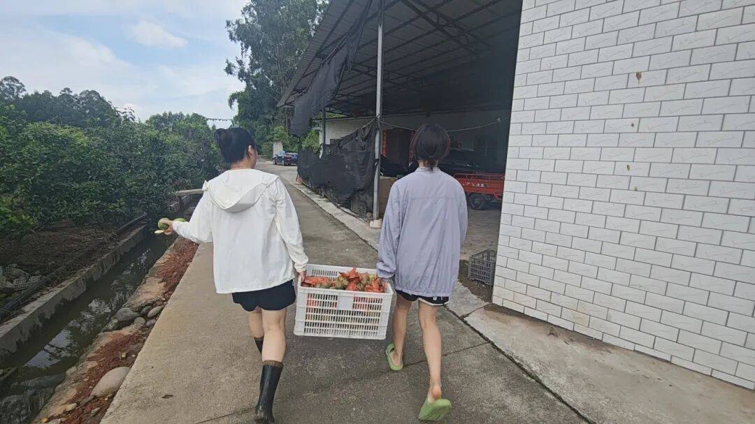 乡村振兴丨土主镇：“金豆豆”与“绿珍珠”共绘丰收图景 特色产业激活乡村振兴新动能