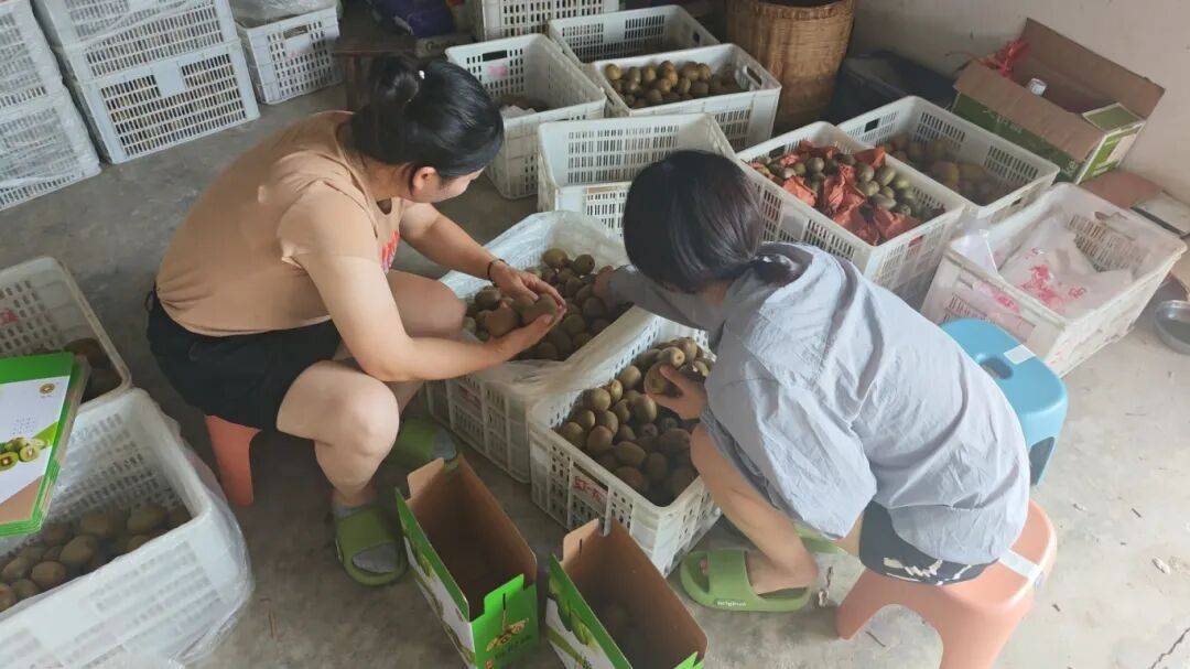 乡村振兴丨土主镇：“金豆豆”与“绿珍珠”共绘丰收图景 特色产业激活乡村振兴新动能